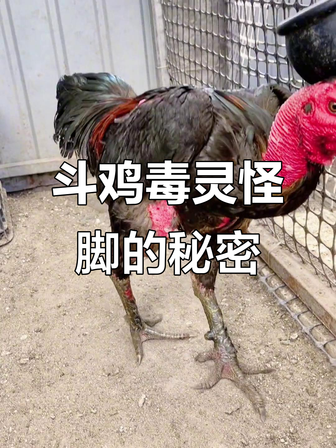 为什么斗鸡毒灵怪脚这么受欢迎?揭秘圆腿的致命优势