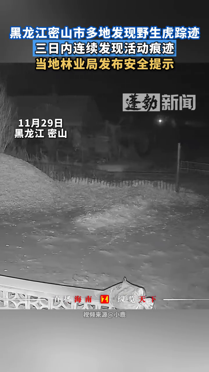 黑龙江密山市多地发现野生虎踪迹,三日内连续发现活动痕迹