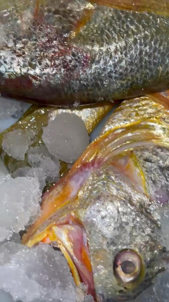 东海野生大黄鱼