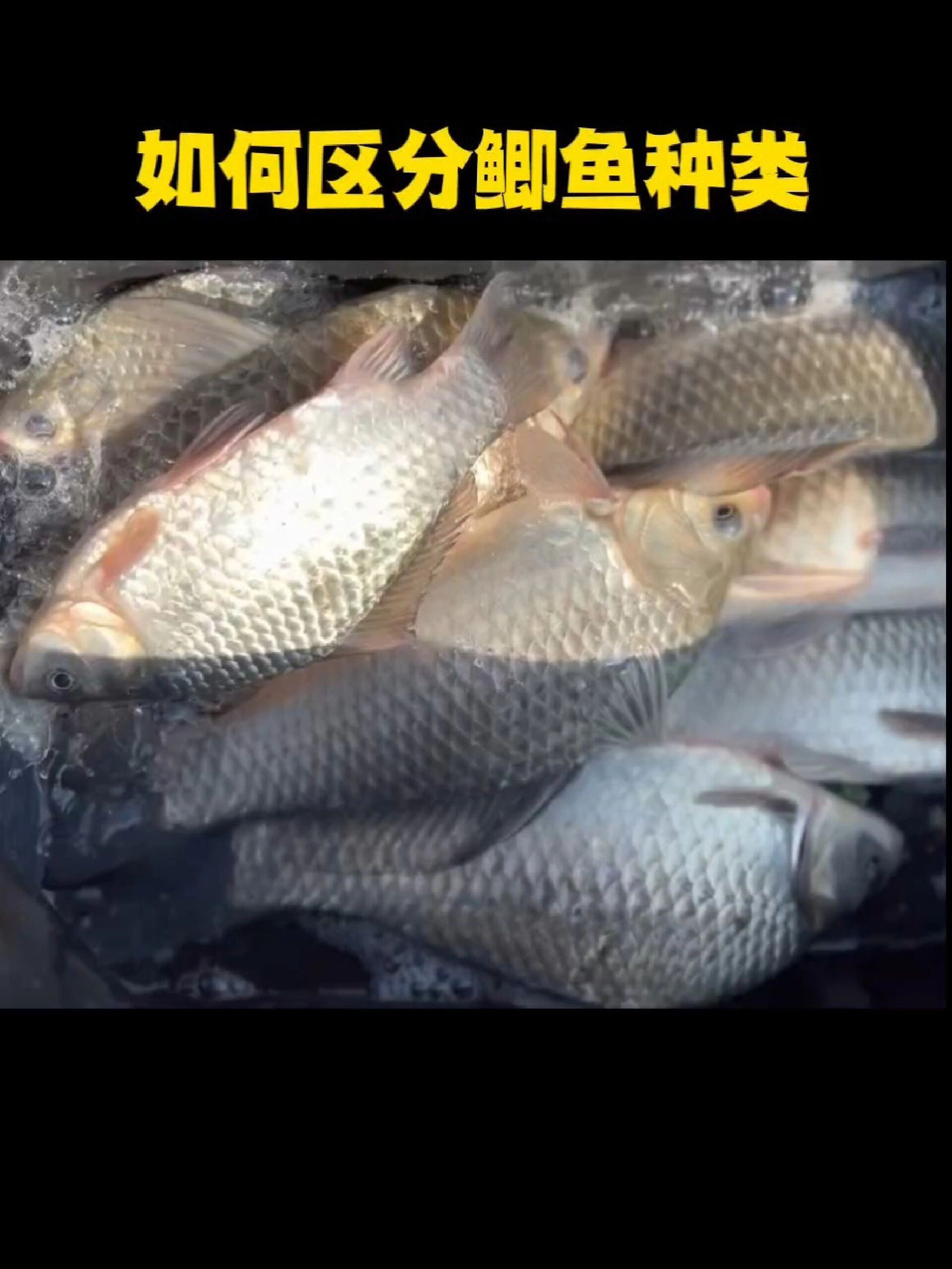 鲫鱼