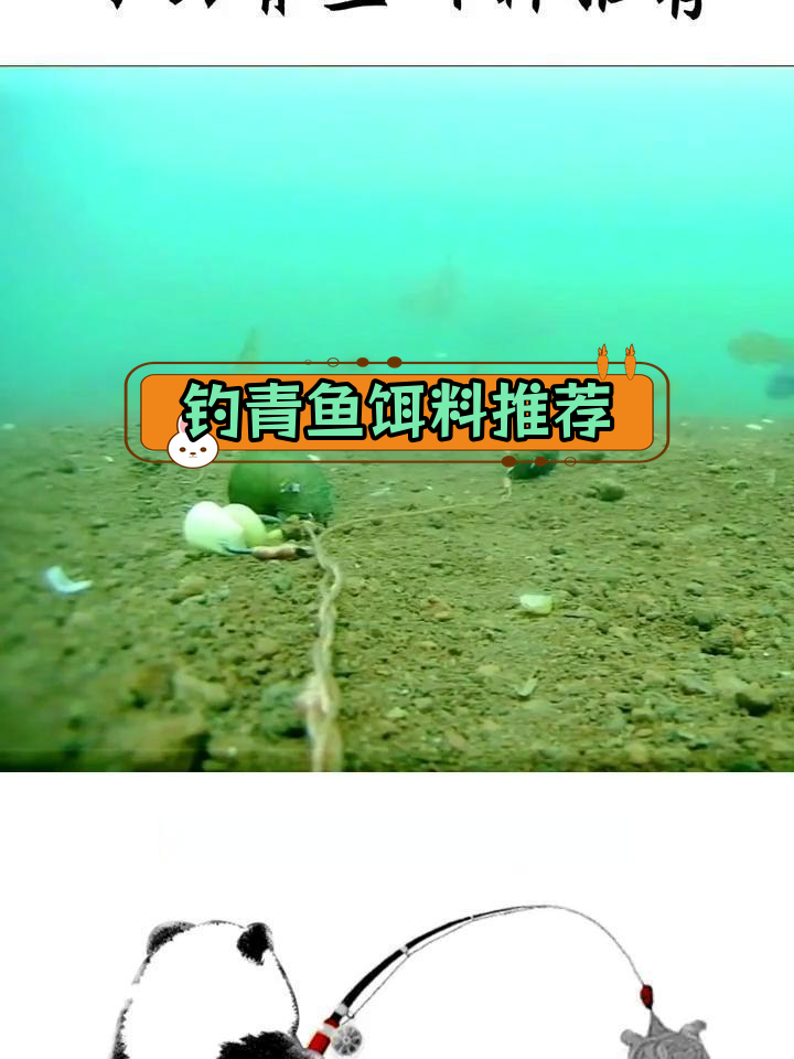 钓青鱼必备饵料与技巧