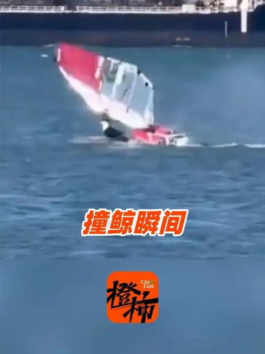 男子帆板冲浪撞上一头鲸鱼,鲸鱼摆了摆尾巴游走了