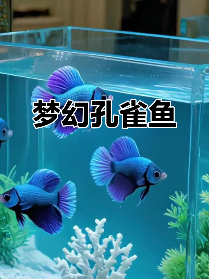 冰蓝孔雀鱼，美丽又温和，适合新手养殖，轻松打造梦幻水族箱