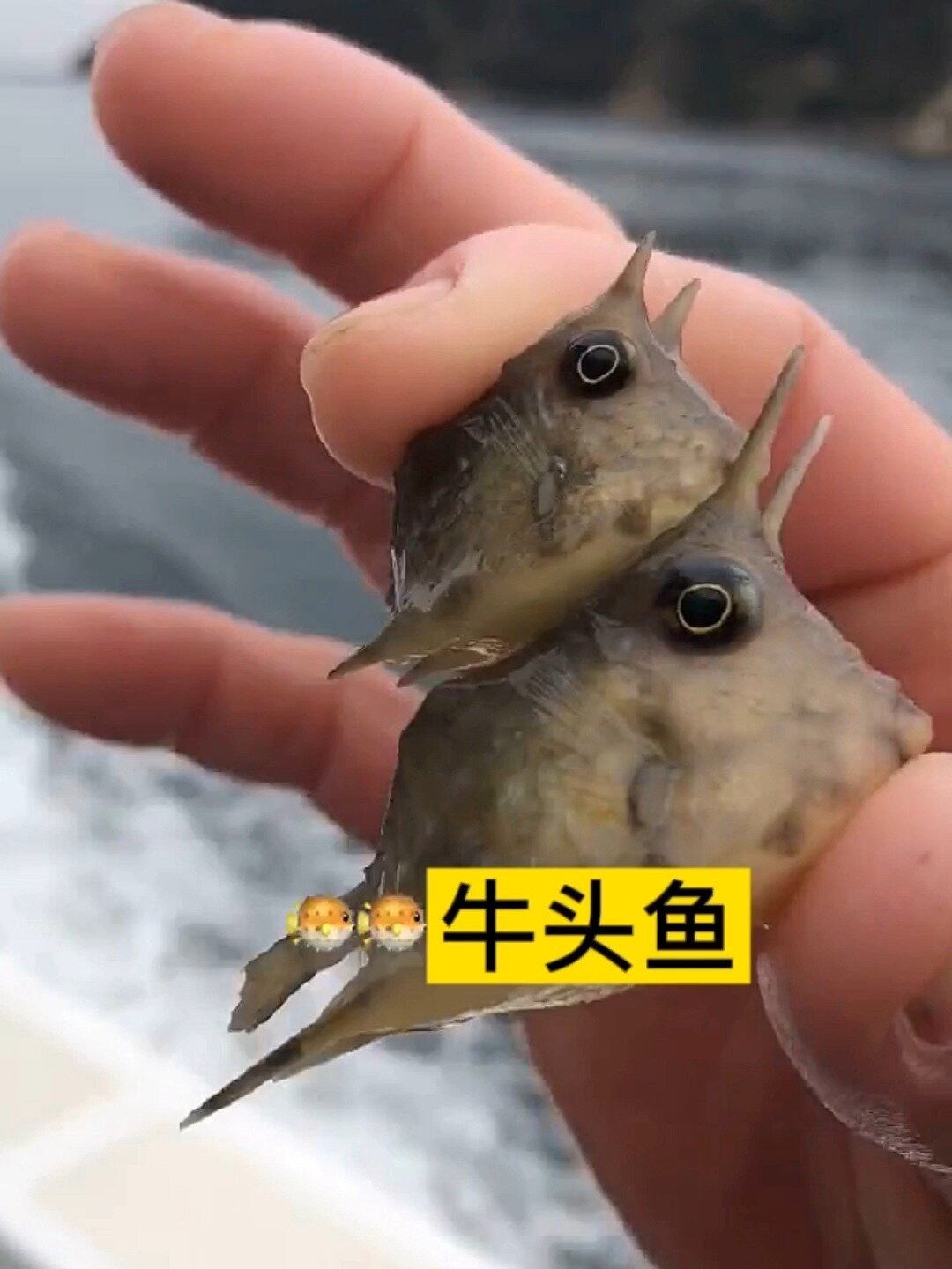牛头鱼?