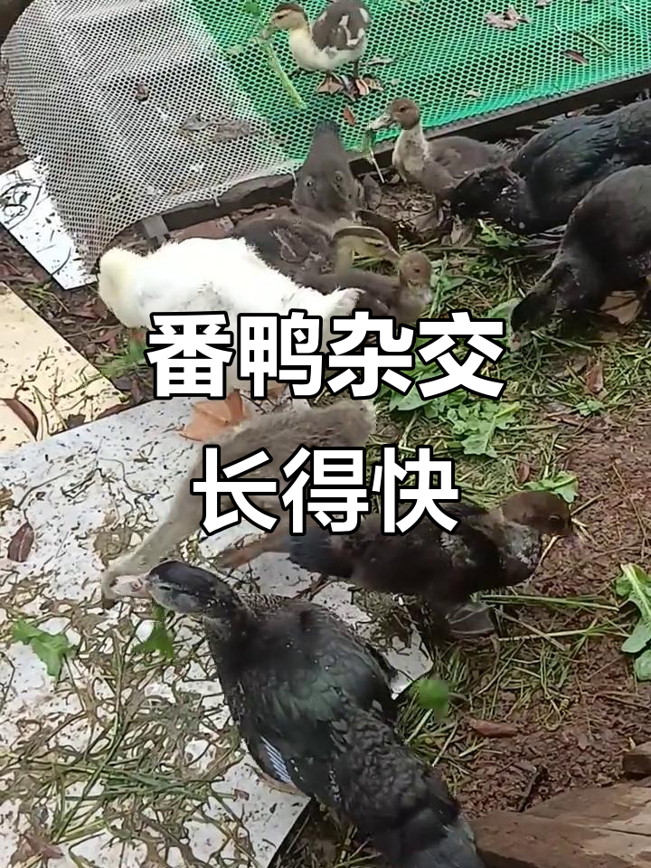 番鸭与青头鸭杂交,后代生长速度惊人!
