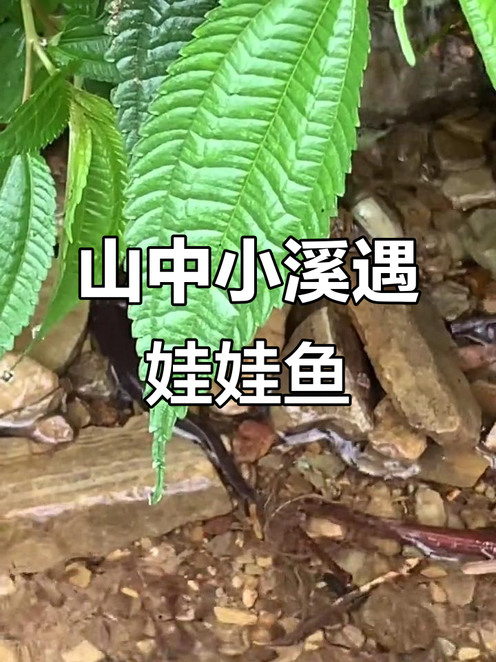 发现娃娃鱼,山间小溪惊现神秘生物