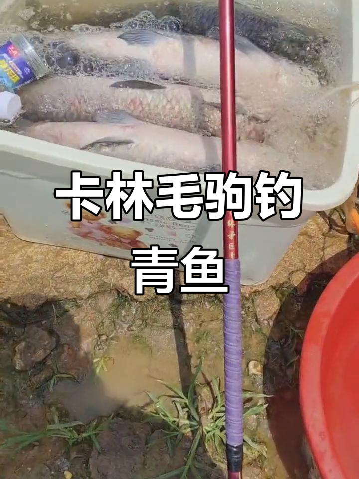 青鱼捕捞大作战,卡林毛驹四米五助力收获满满