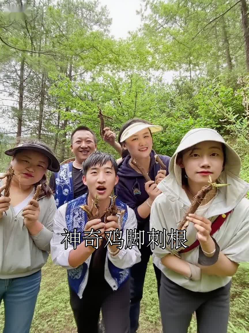 神奇鸡脚刺根