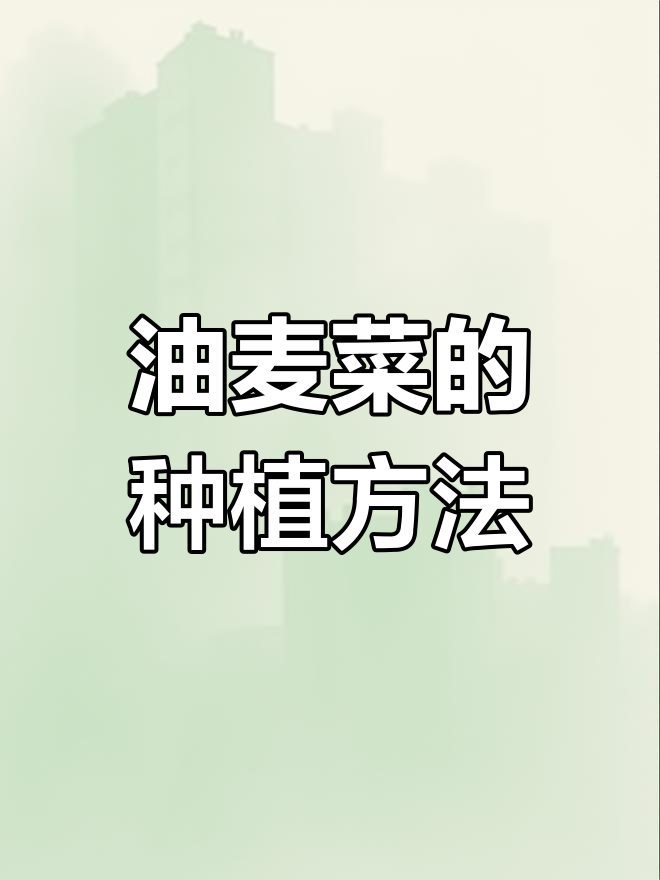 油麦菜种植全攻略,轻松学会!