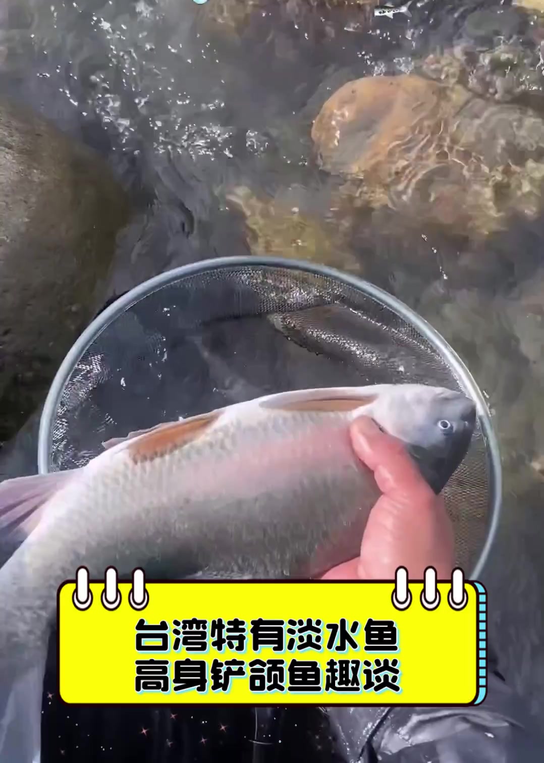 台湾特有淡水鱼,高身铲颌鱼趣谈