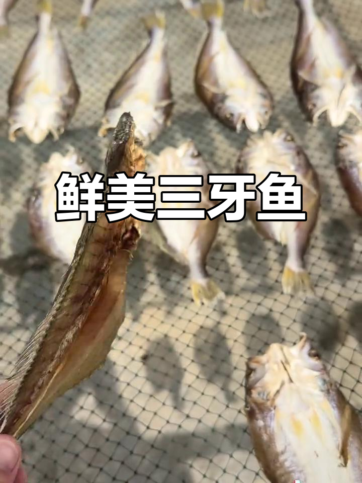 三牙鱼干,新鲜又美味,南三岛渔小夫保证品质
