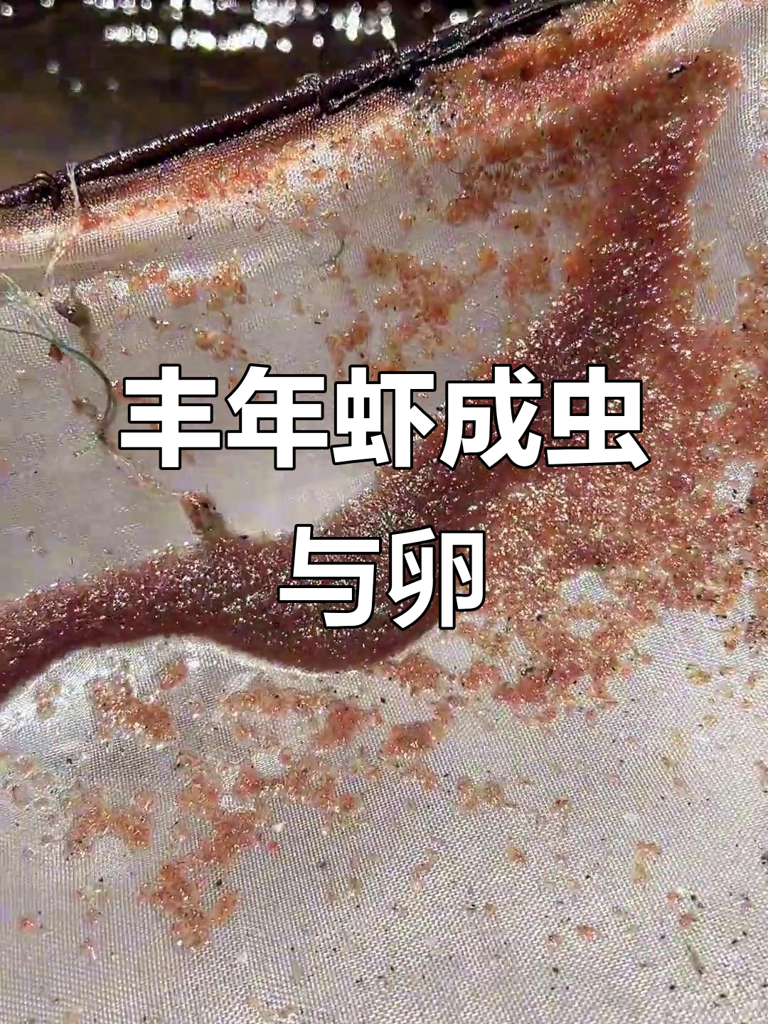 丰年虾成虫聚集,野生卵量有限