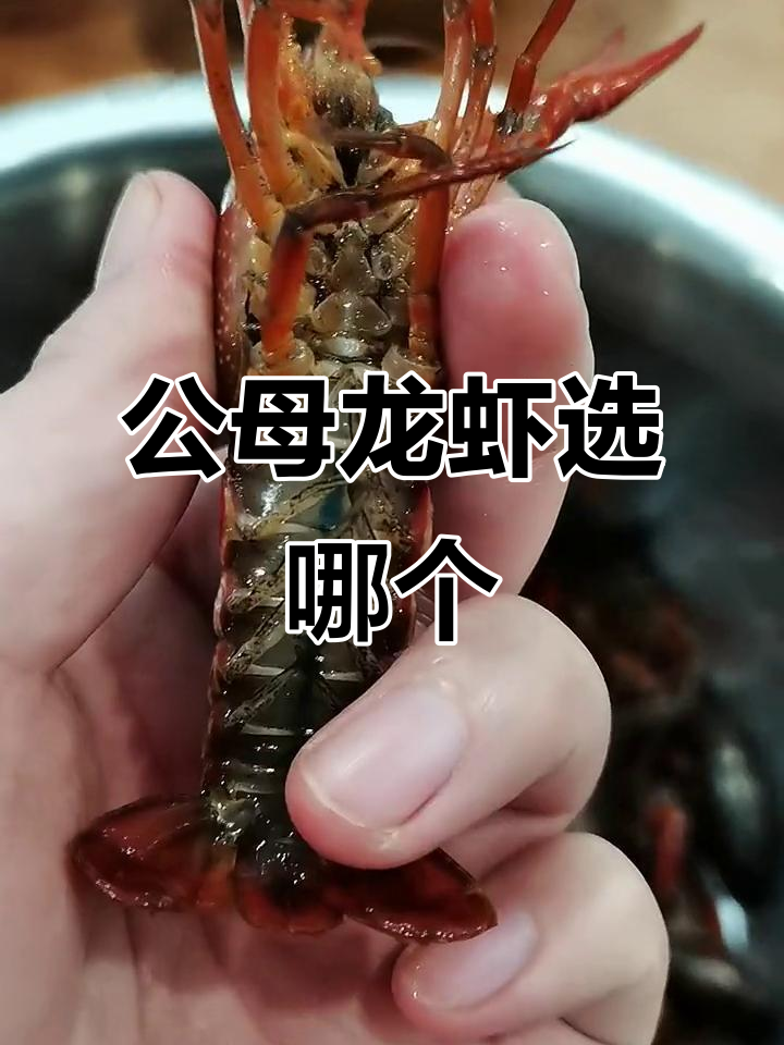 公母龙虾口感大比拼,哪种更适合做麻辣小龙虾?