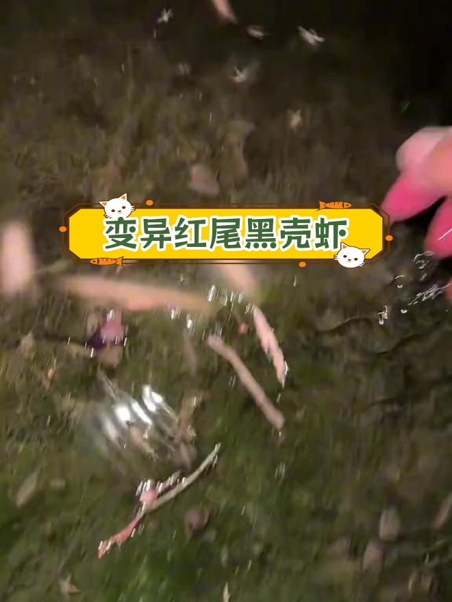 发现变异黑壳虾,红色尾巴和头部惊艳