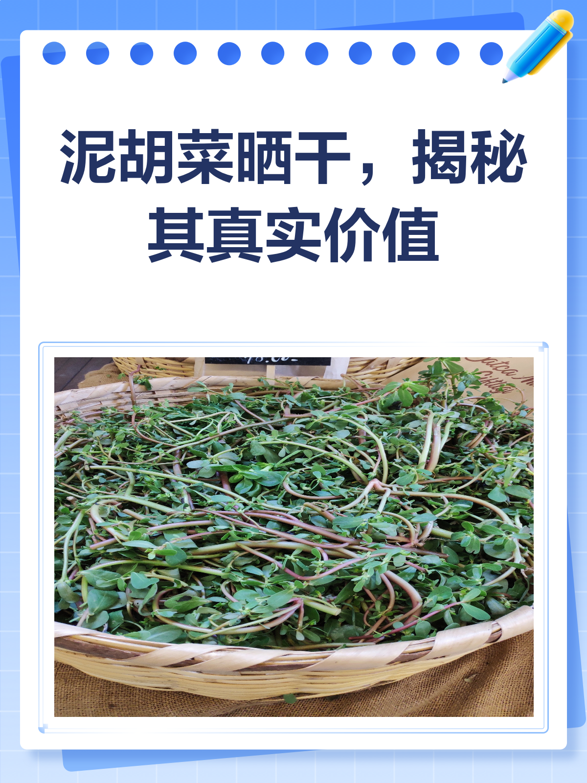 泥胡菜晒干后,是宝还是草?一文揭秘!
