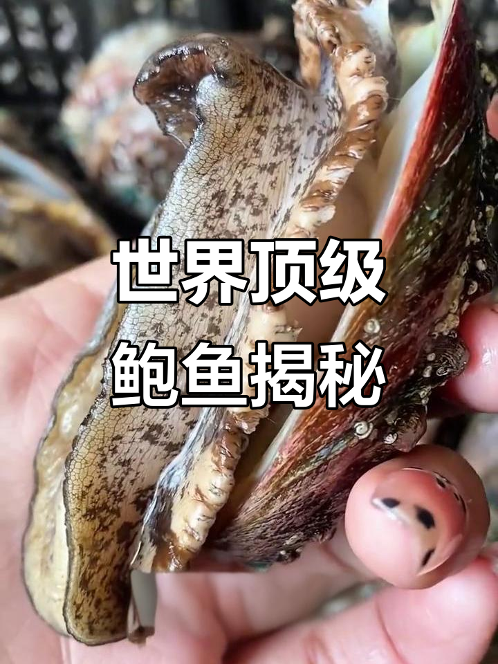 探秘世界最昂贵的鲍鱼,南非珍珠鲍与黑金鲍谁更值钱?