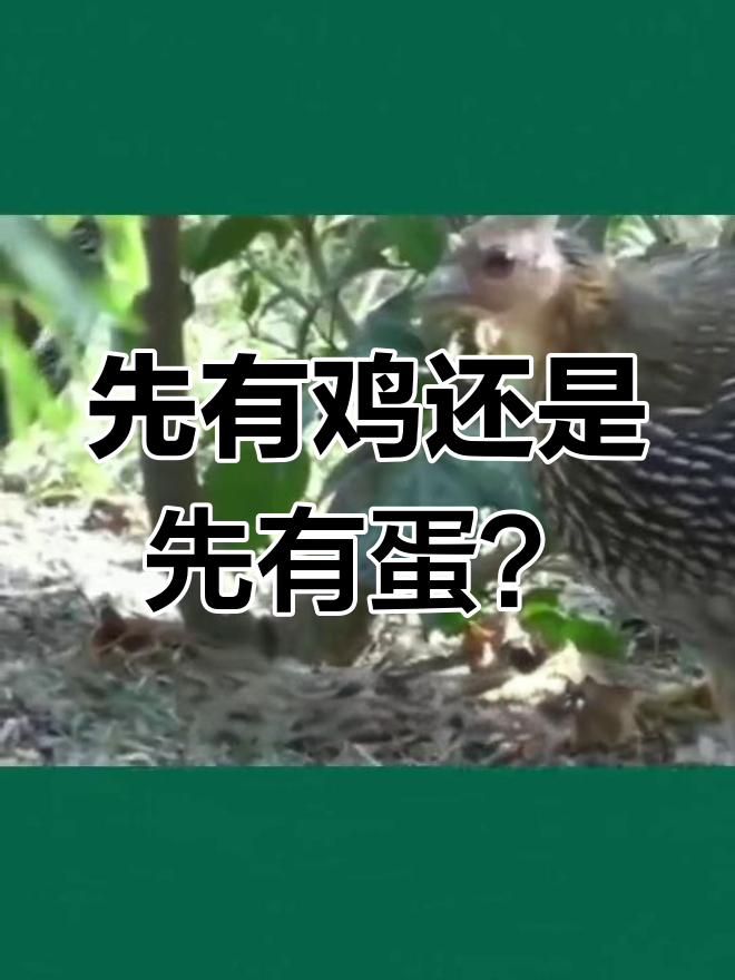 鸡和蛋的起源之谜,科学家揭秘答案