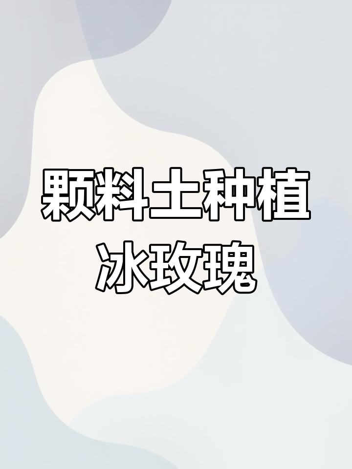 用2-4毫米颗粒土种冰玫瑰,空气陶粒垫底更干净