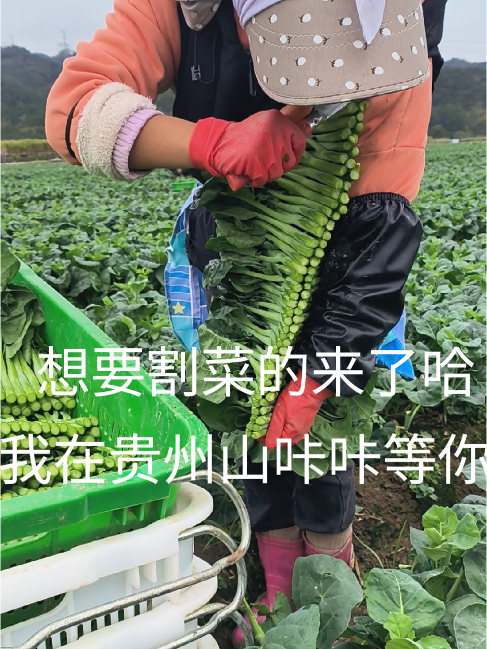 探秘蔬菜基地,这样的蔬菜你见过吗?