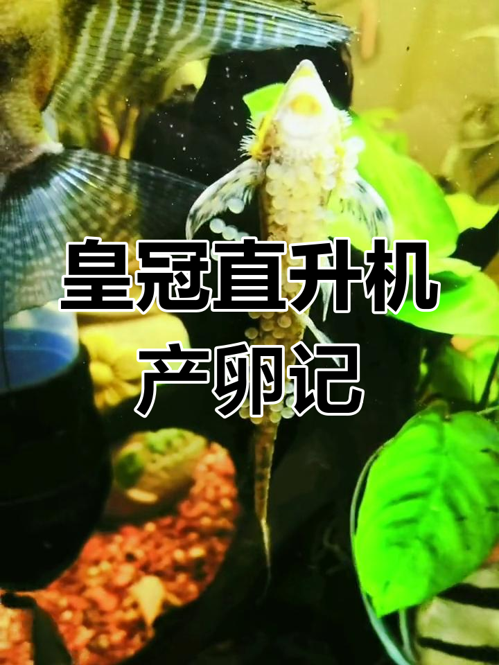 皇冠直升机异形鱼产卵,公母配合却难逃被吃命运