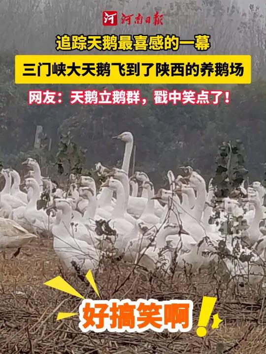 追踪天鹅最喜感的一幕!三门峡T20大天鹅竟然飞到陕西周至县金疙瘩村养鹅场,它脖子修长、身姿