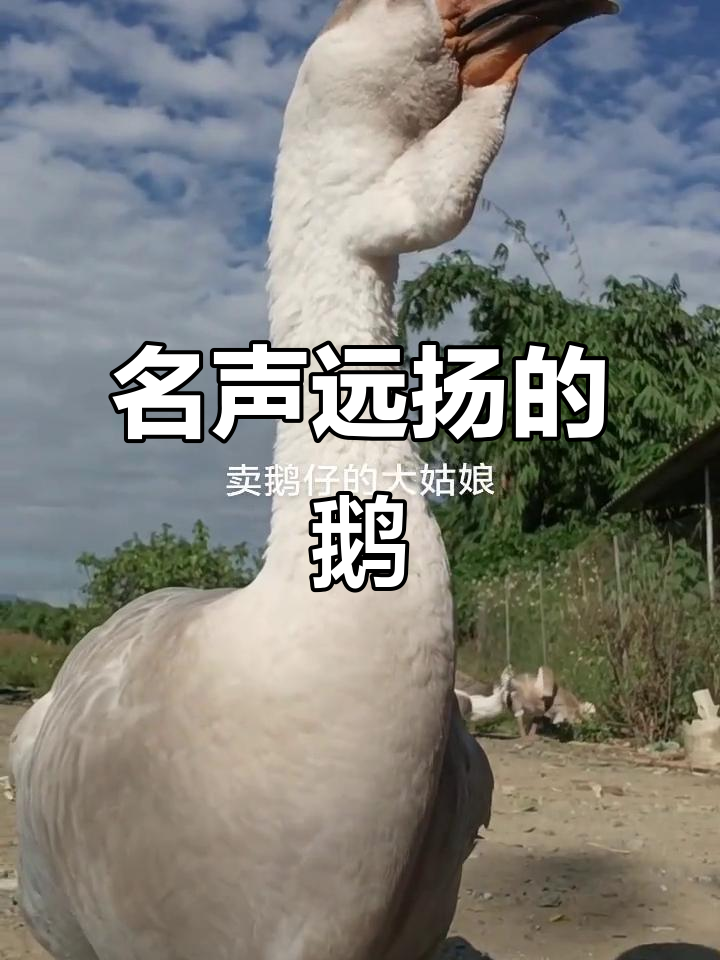 狮头鹅与朗德鹅:名声虽大,却难寻仔