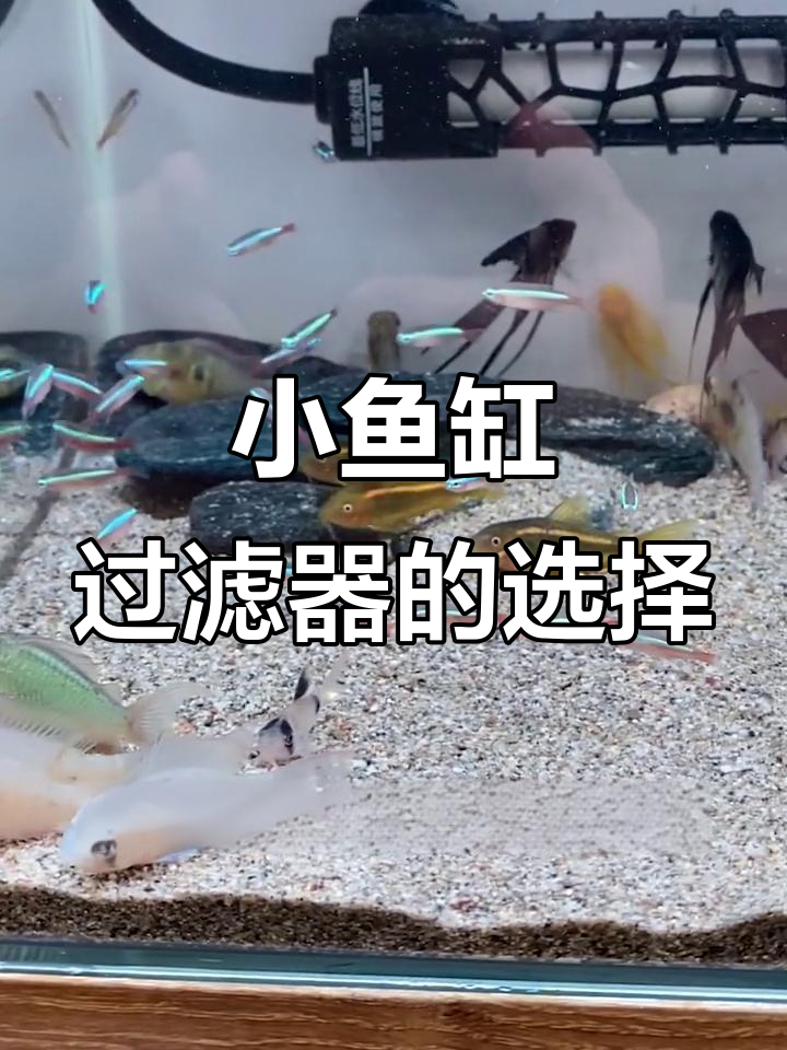40小鱼缸大混养,滴流盒过滤器如何选择?