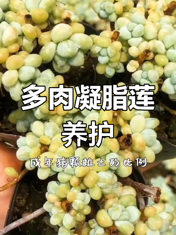 凝脂莲养护全攻略