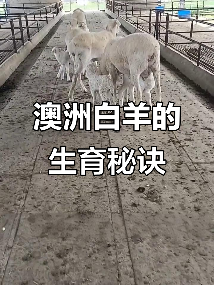 澳洲白羊为何易生蛋糕子?揭秘改良背后的秘密