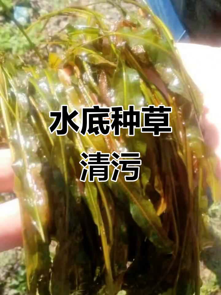 马来眼子菜净化水质,初春种植效果惊人