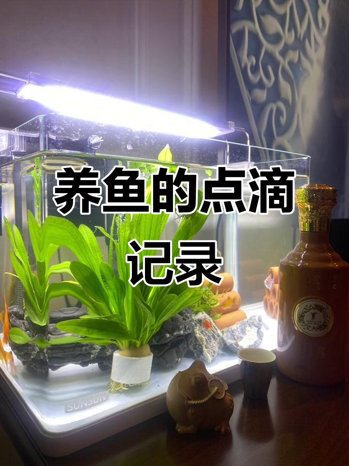 养鱼日常,观察小鱼的成长与变化
