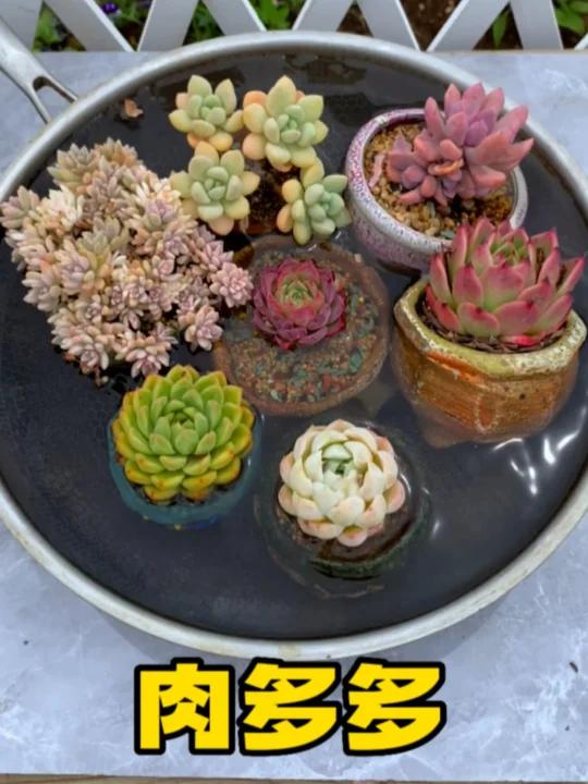 肉多多