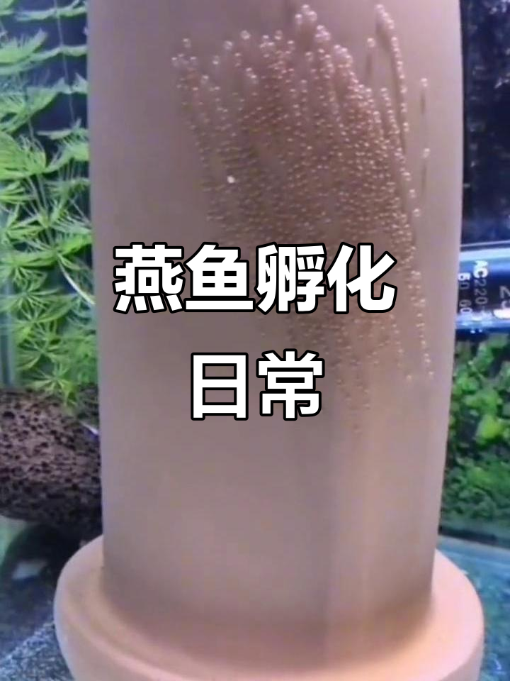 大红袍燕鱼孵化全过程，揭秘生命奇迹