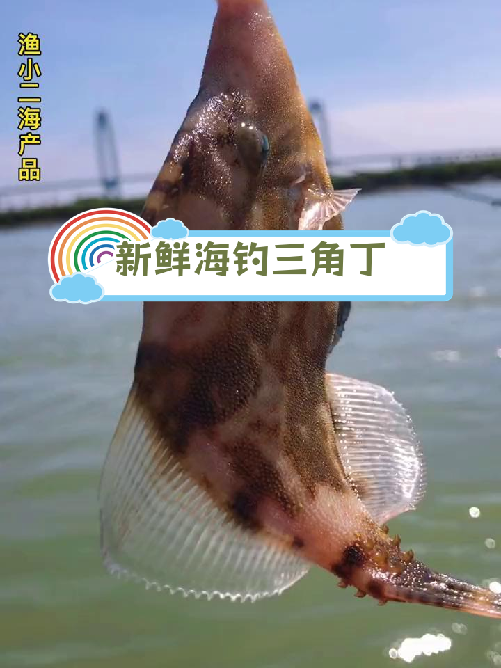 刚捕捞的三角丁鱼,舞动翅鳍如蝶飞舞