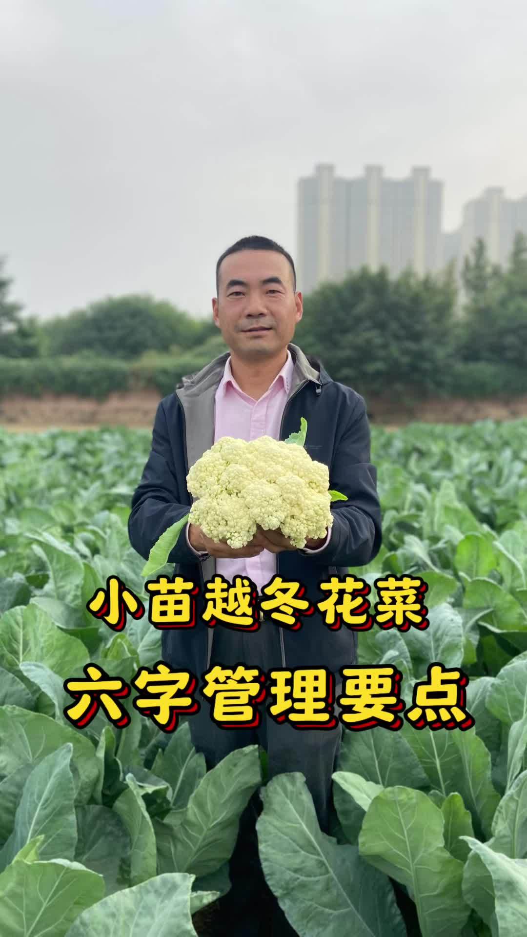 小苗越冬花菜,六字管理要点“年前控 年后促”!蔬菜种植 育苗 种植大棚