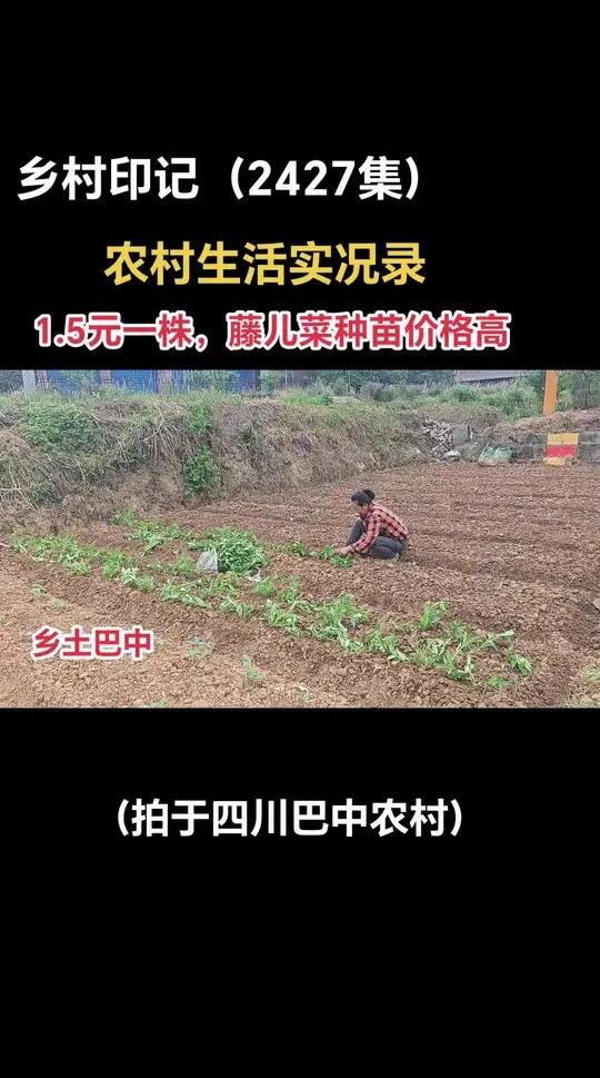 今年天旱,藤儿菜种苗价格高!