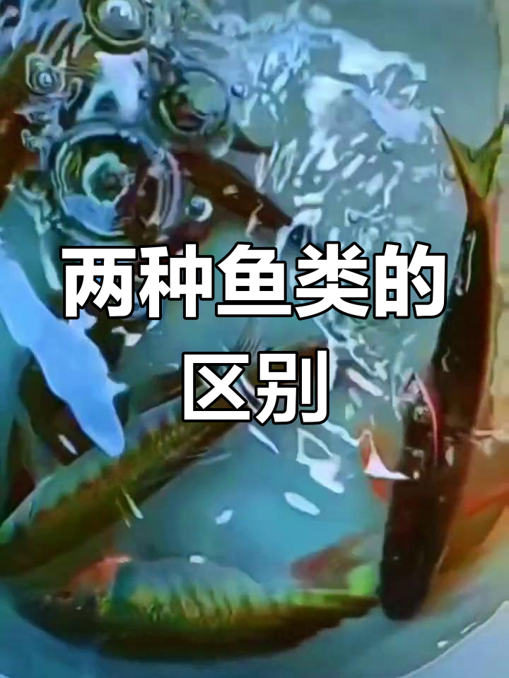 长鳍鱲与宽鳍鱲的区别解析