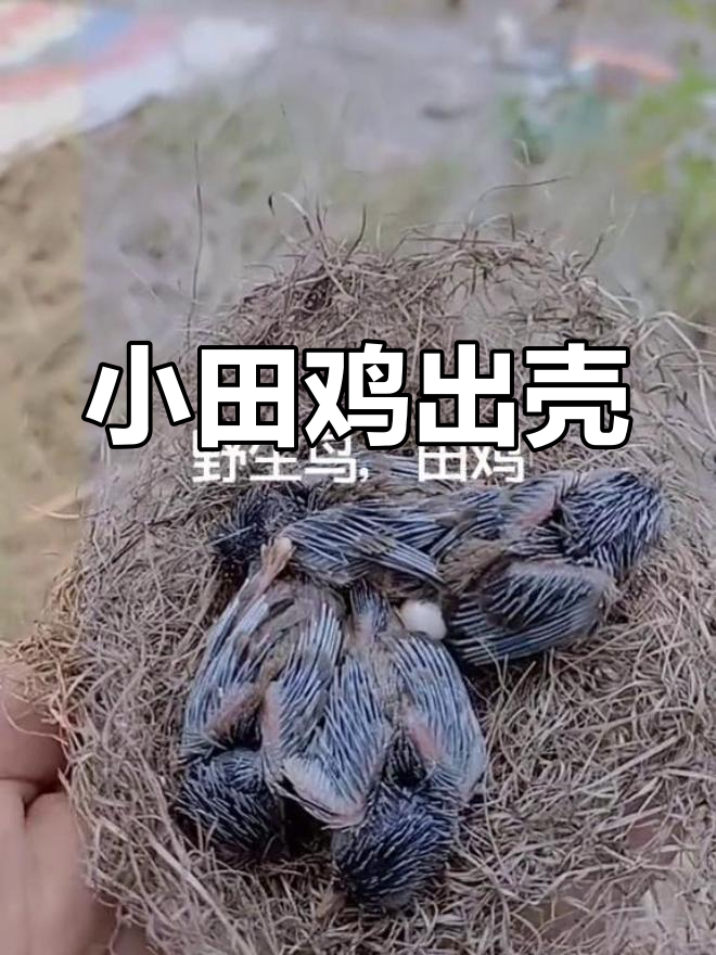 刚孵化的小田鸡