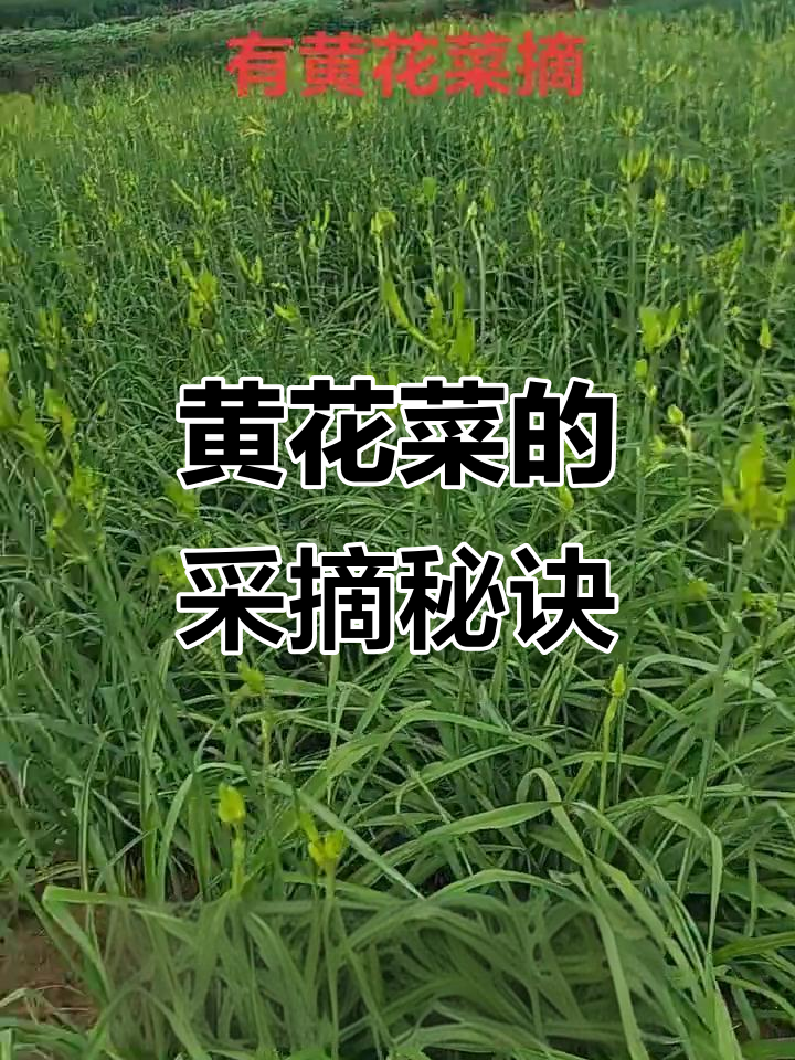 湖南祁东黄花菜丰收,正午采摘最饱满的花苞
