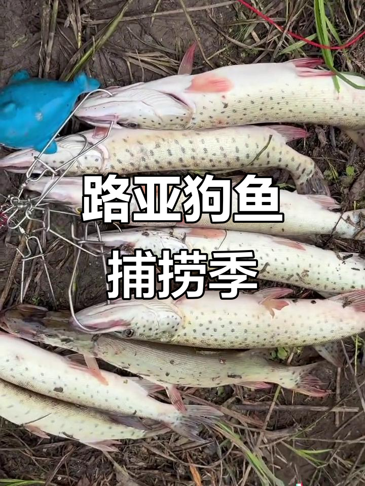 狗鱼白鱼麻鲢季节,路亚钓友晒收获