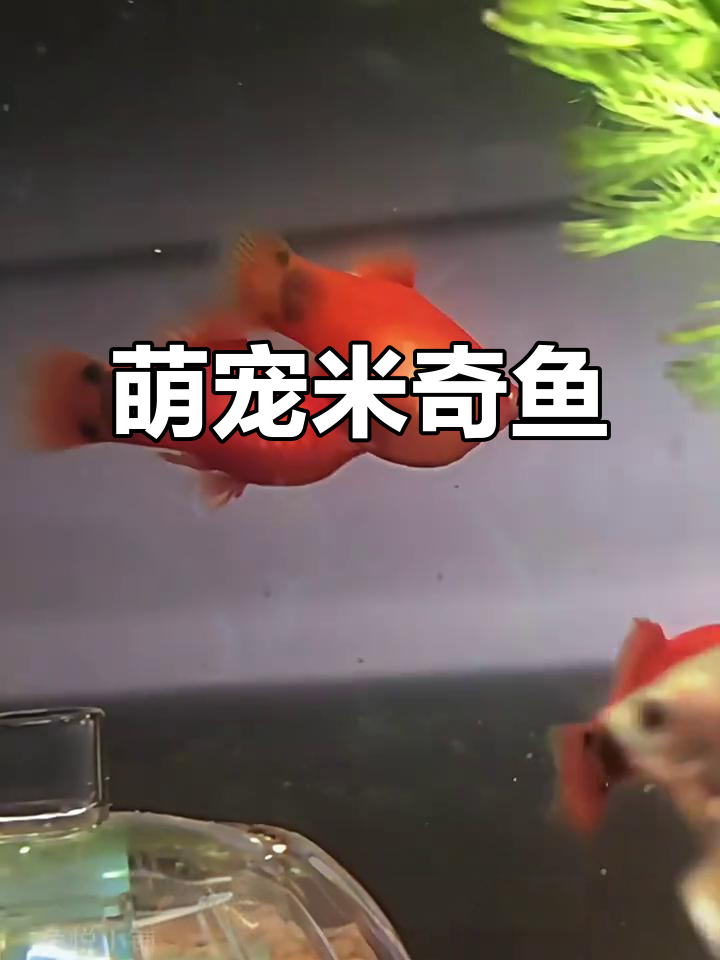 米奇鱼,萌态十足,胎生易养,新手必备!