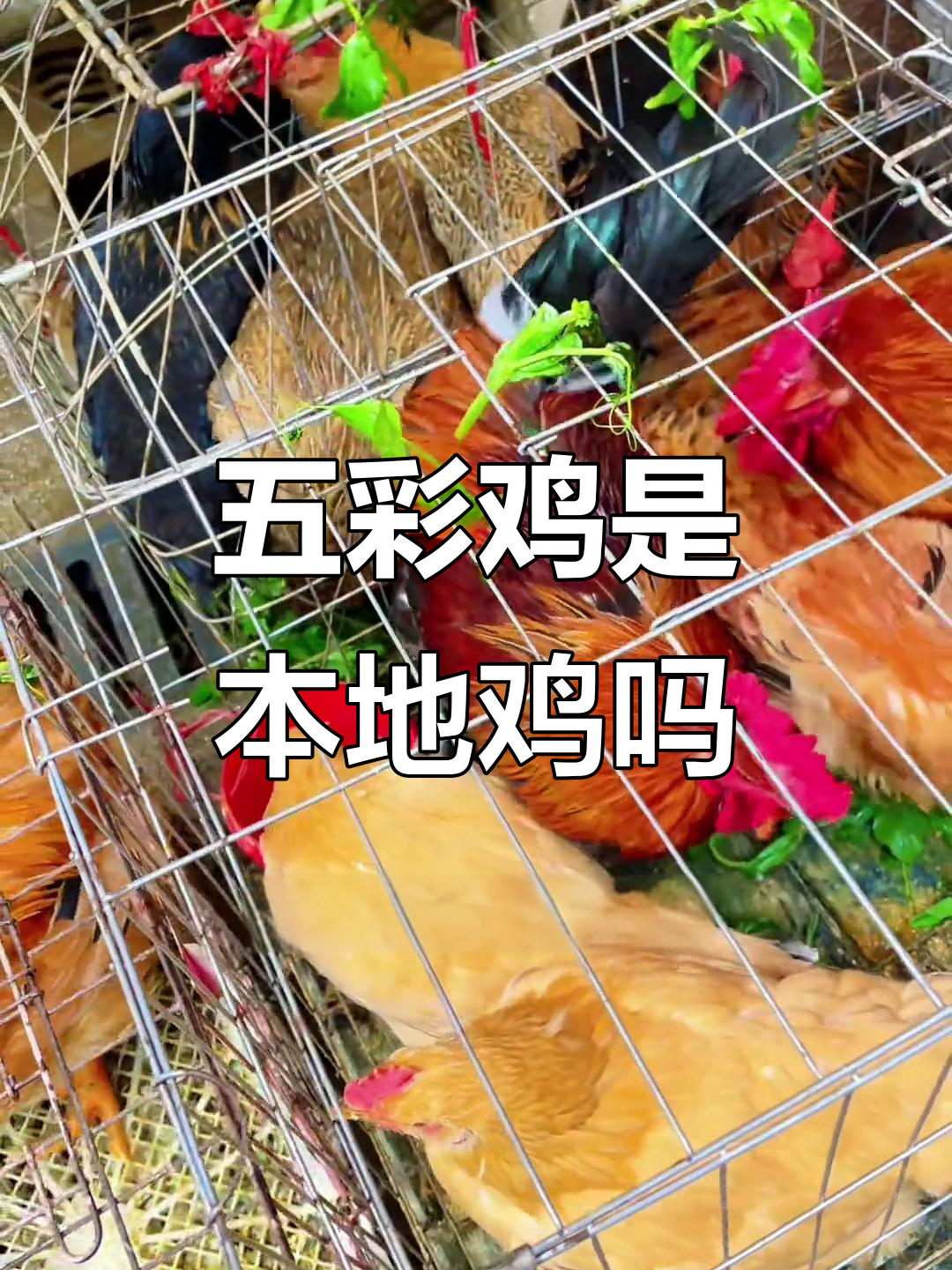 贵州五彩鸡真的是本地土鸡吗?菜市场价格揭秘