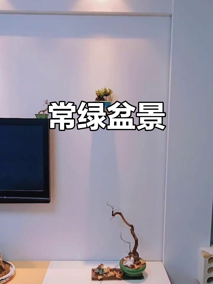 冬季盆景依旧青翠，肉桂香气扑鼻，让人陶醉