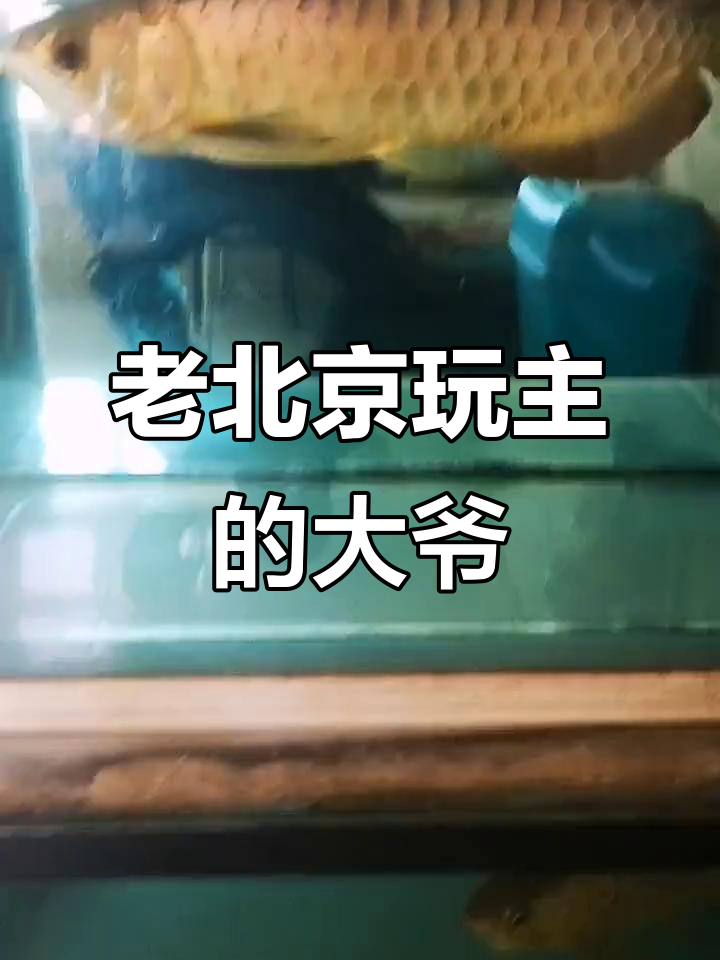 70岁大爷的鱼缸世界,过背金龙养得明明白白