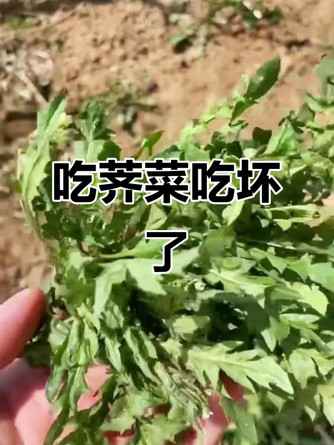 南方朋友说荠菜好吃,我吃了竟然拉肚子了!
