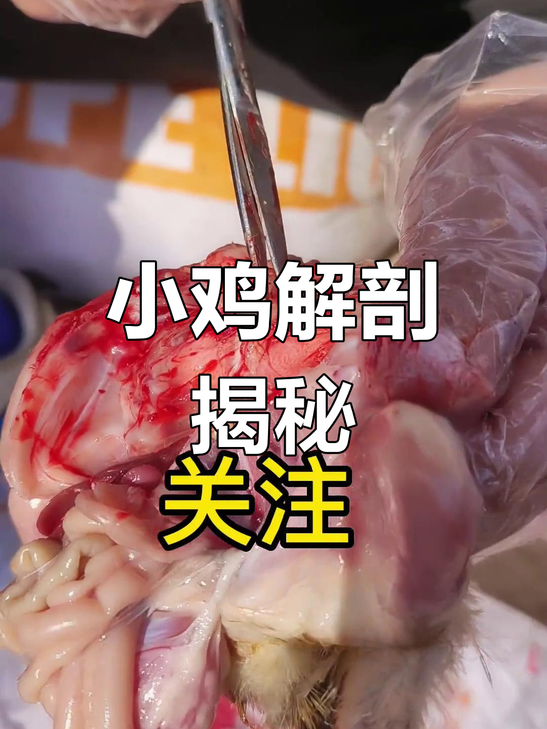 解剖二十天小鸡,发现这些关键问题