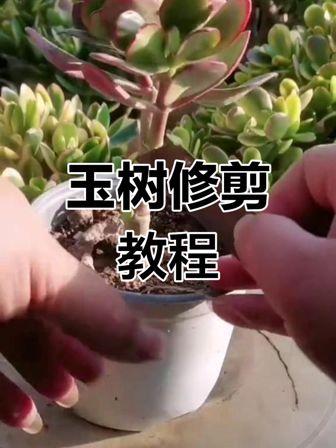 多肉植物修枝技巧,打造独干造型
