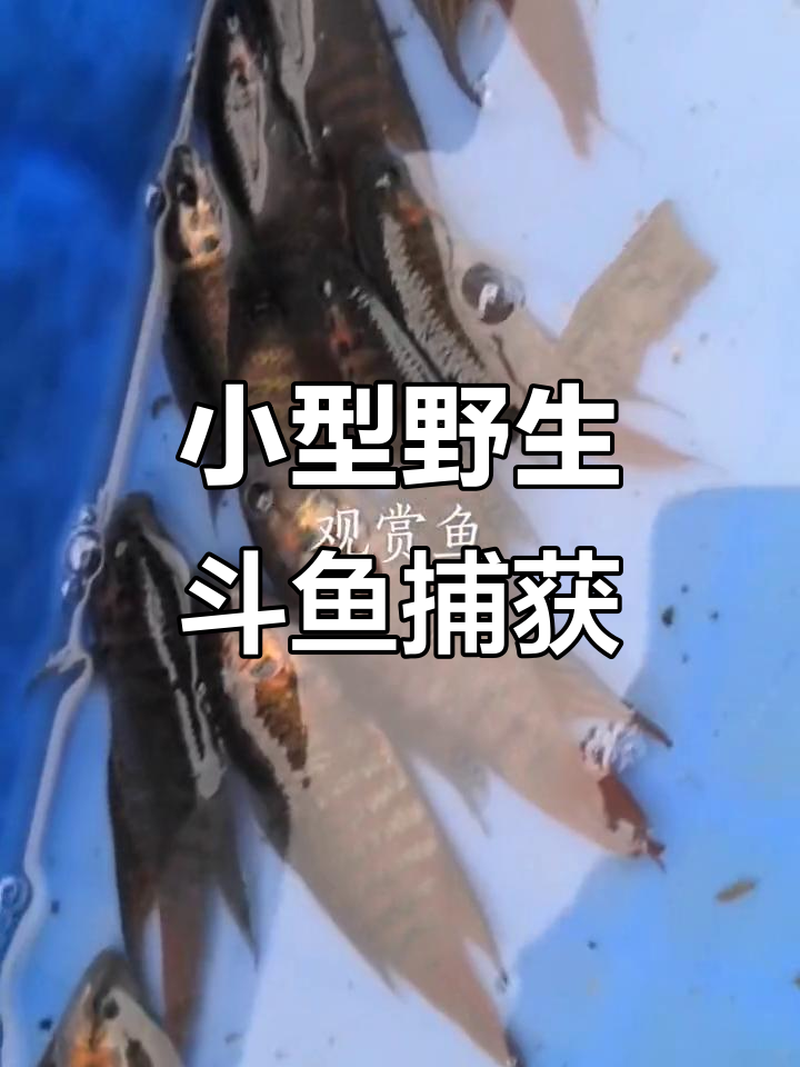 十公分野生斗鱼,长尾惊艳户外捕捉
