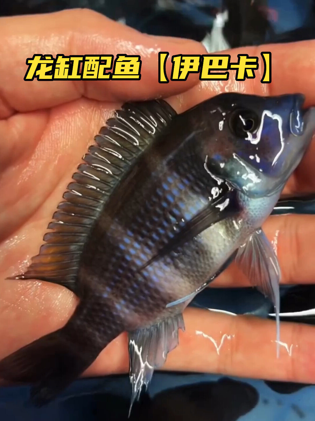 龙鱼配鱼“伊巴卡”高颜值!强烈推荐