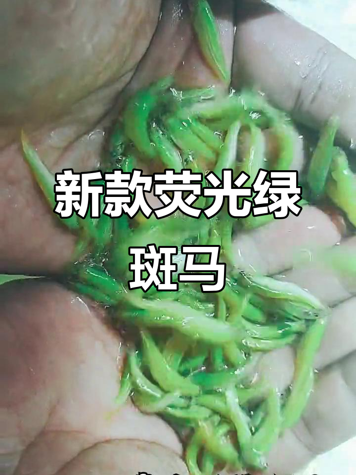 绿斑马鱼:荧光绿色新品种,水族爱好者的最爱